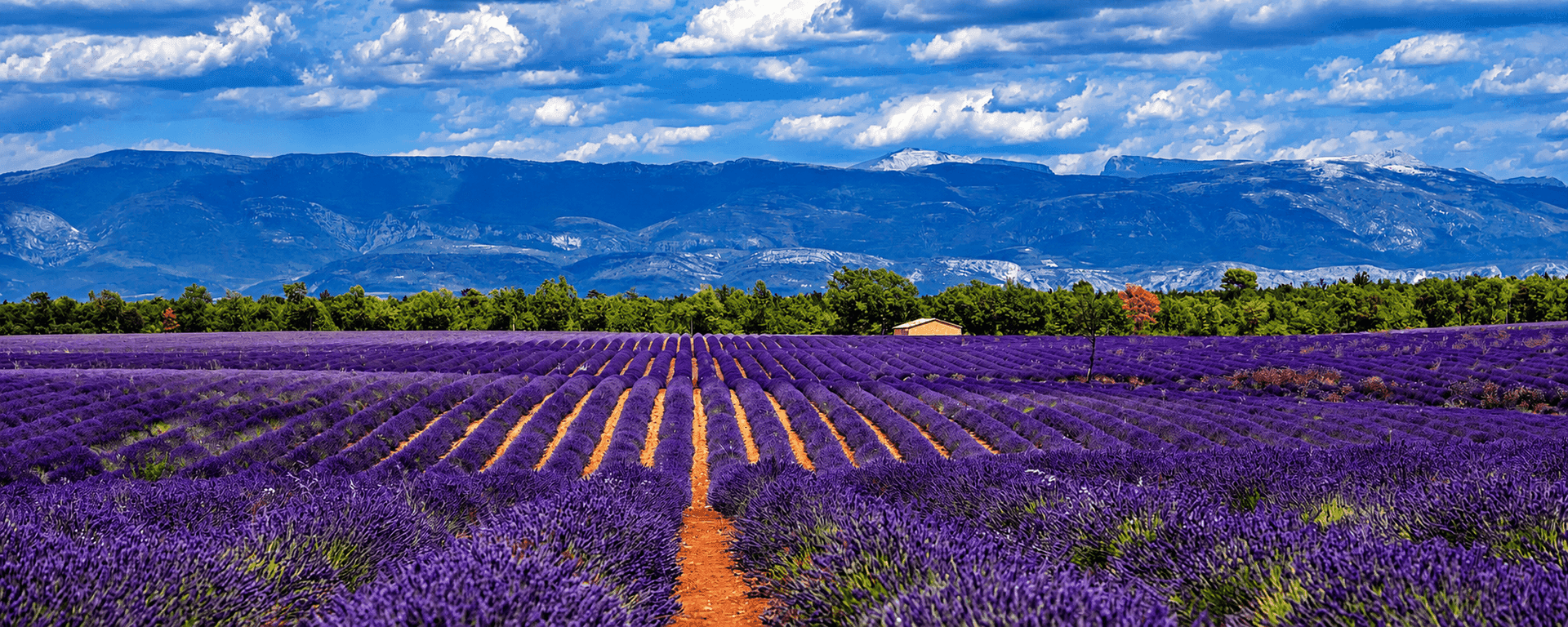Purple lavender rows stretching to the horizon on the Plateau de Valensole