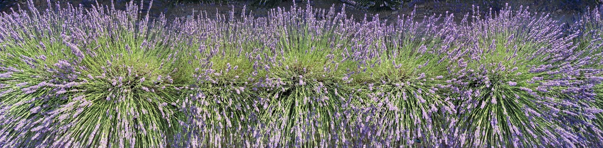 Une abeille butinant une fleur de lavande sous le soleil de l'après-midi