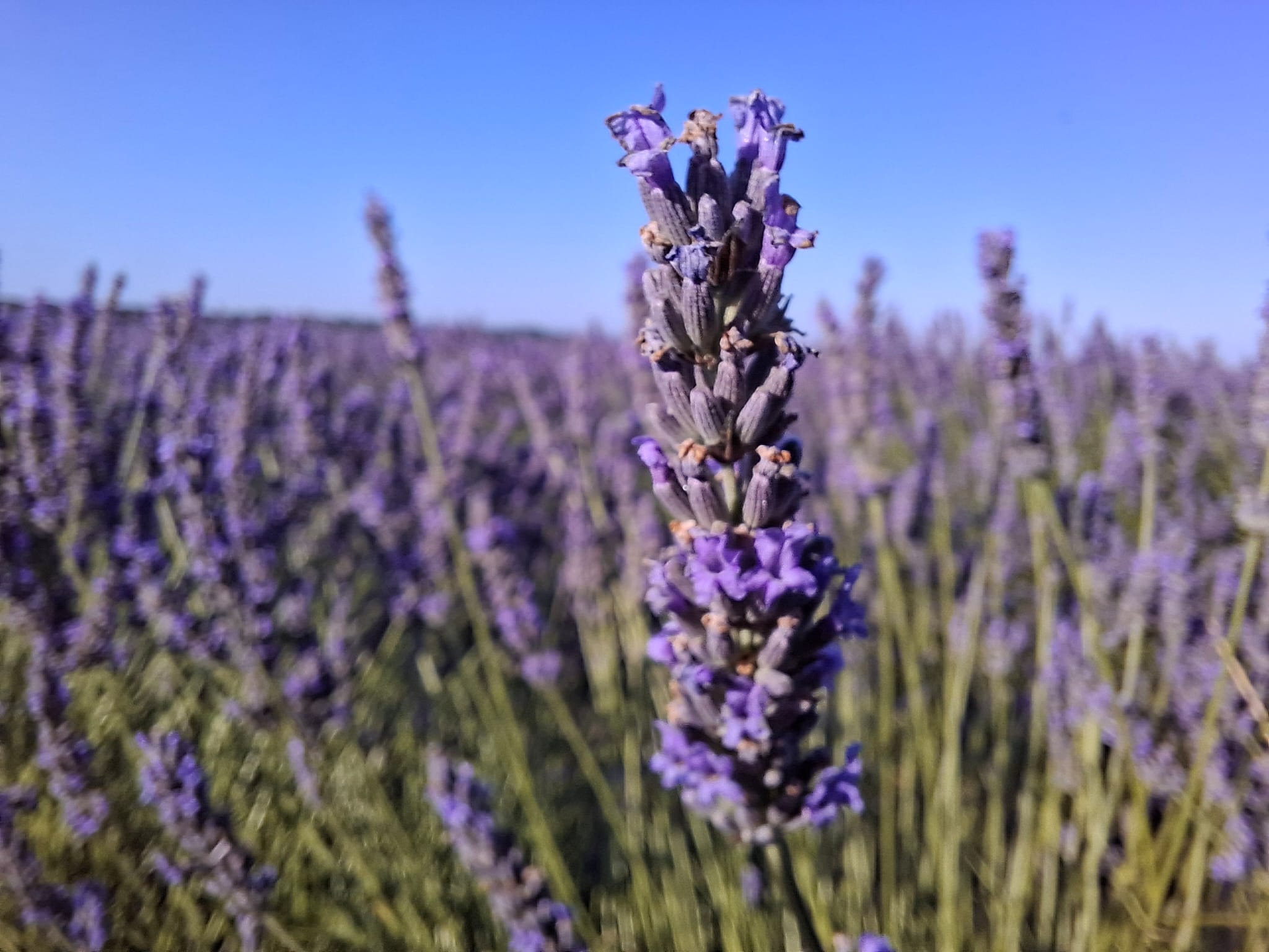Gros plan sur la lavande en pleine floraison à Valensole