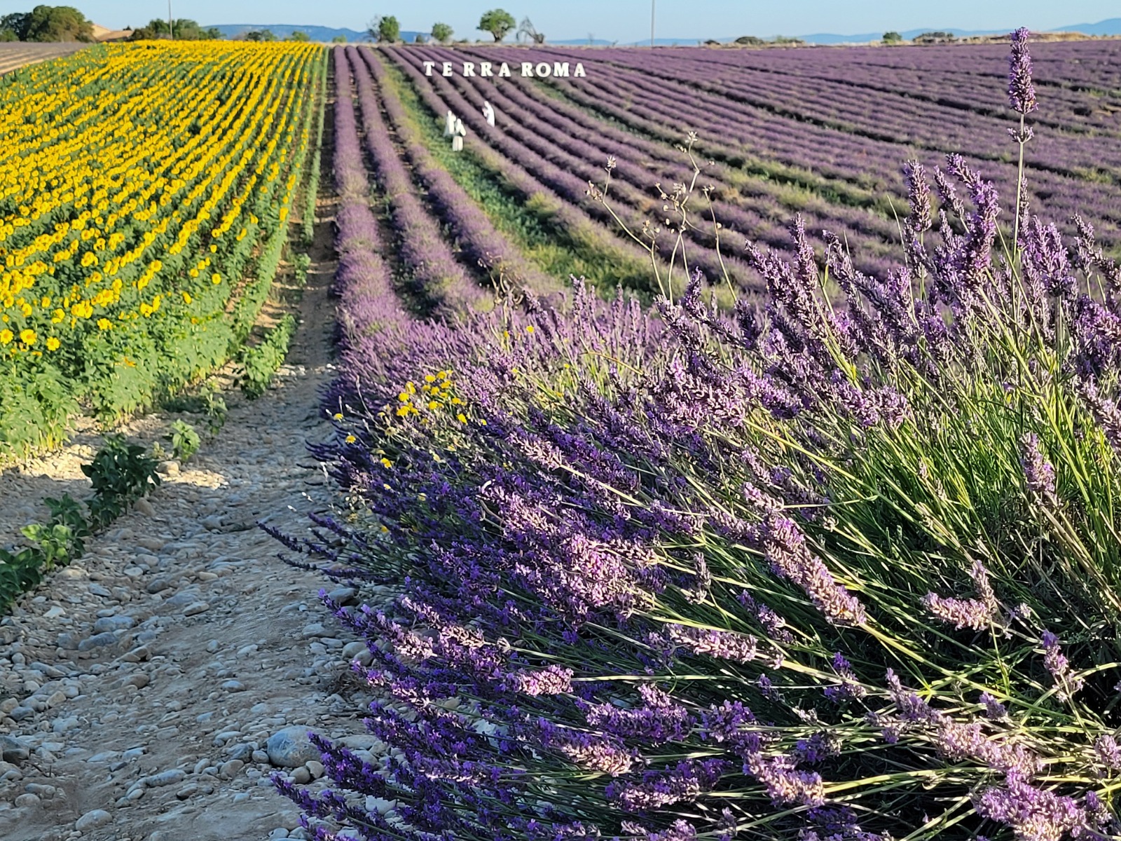 Une rangée de lavande fraîchement fleurie près de Valensole