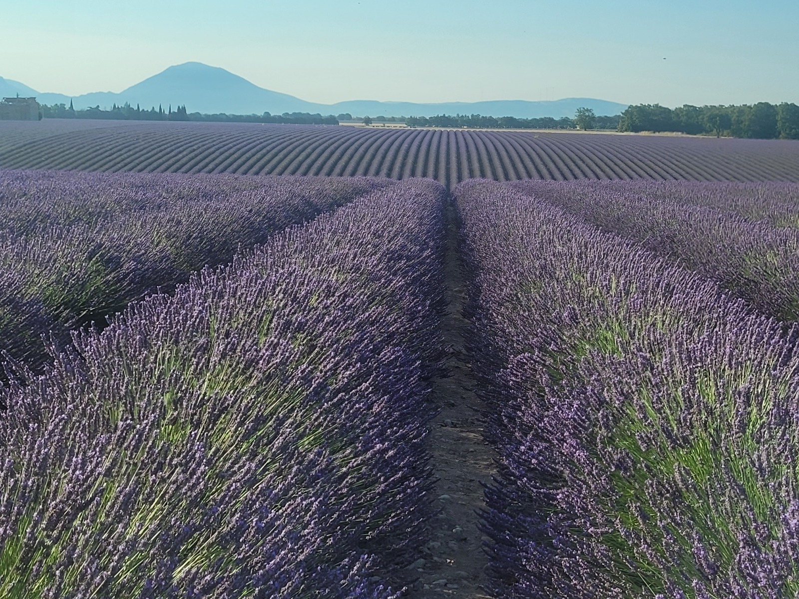 Rangées de lavande à côté d'un champ de tournesols près de Valensole
