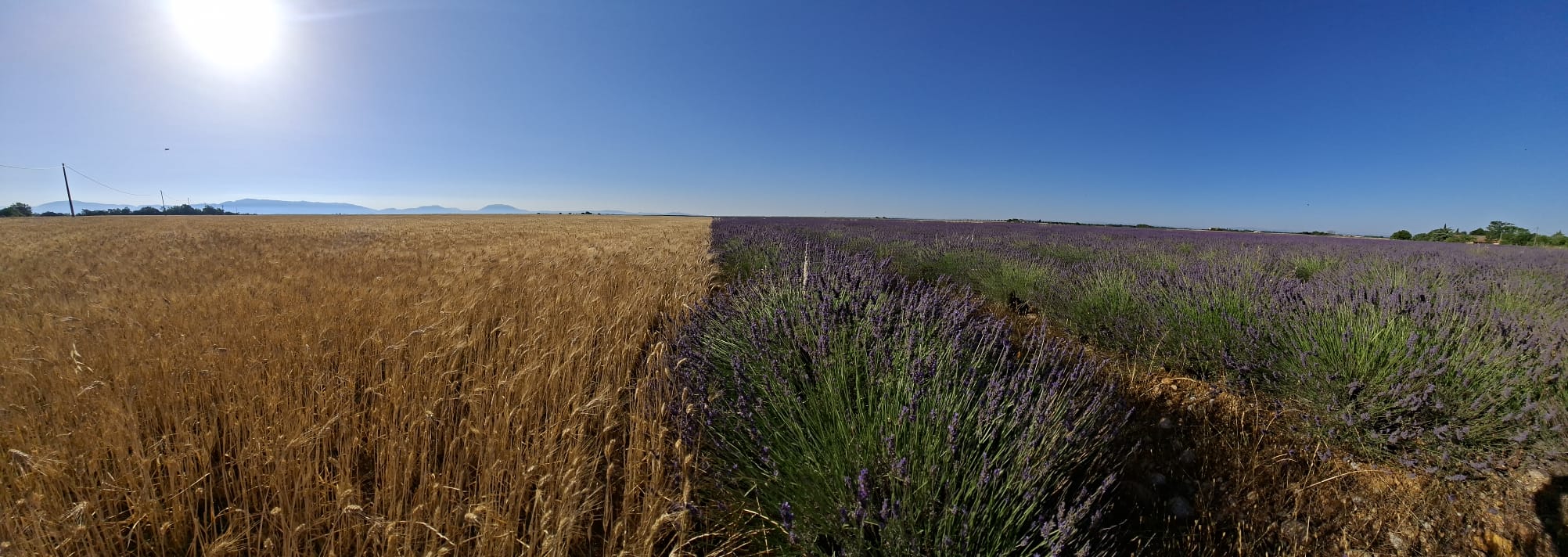 Un champ de blé poussant à côté d'un champ de lavande près de Valensole