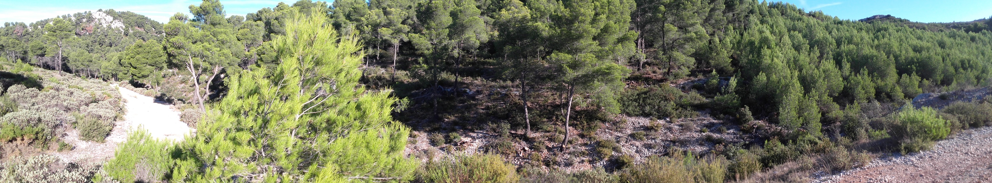 Wild boar hunting in Les Alpilles