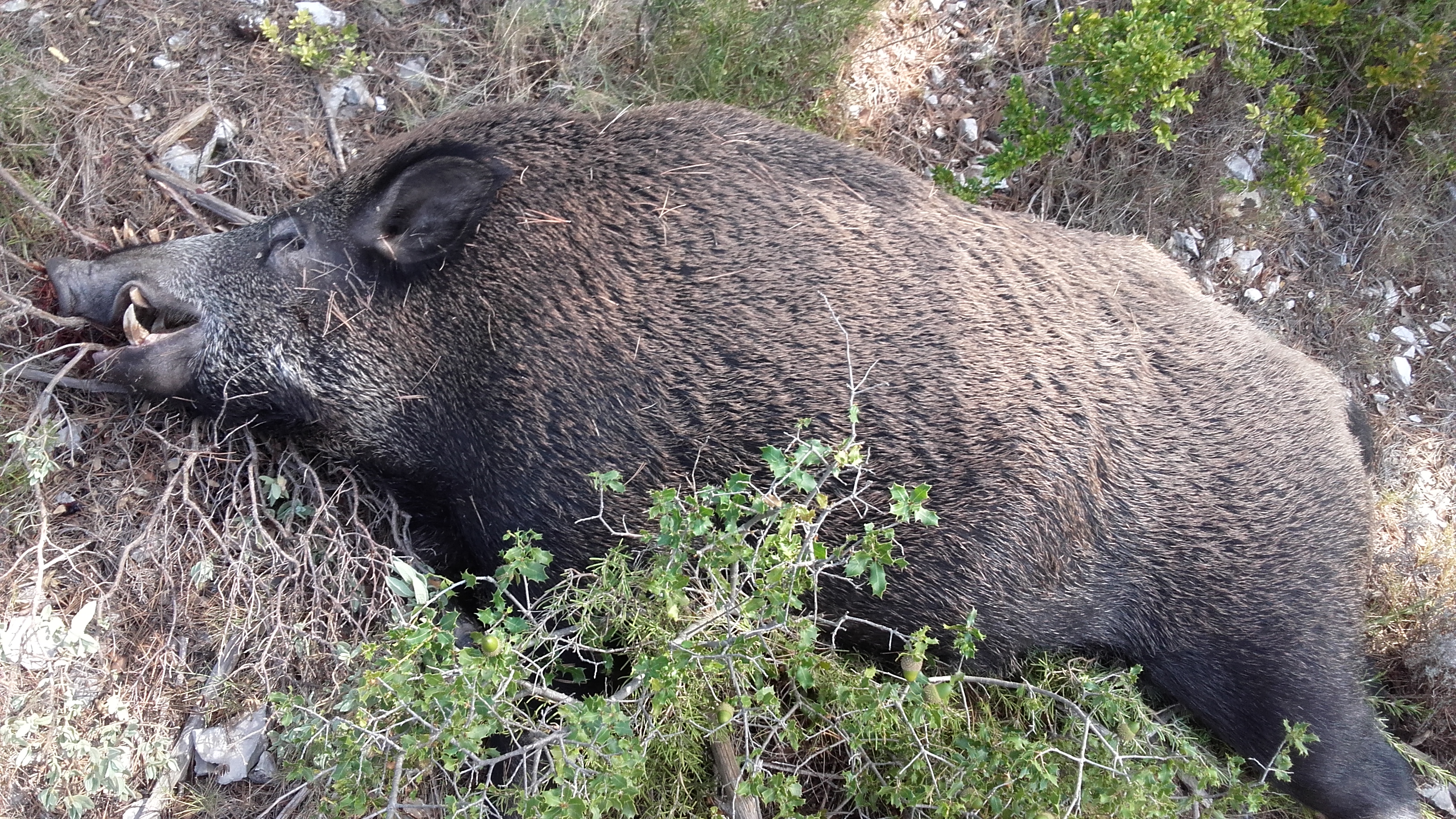 Hunters in the garrigue of Les Alpilles