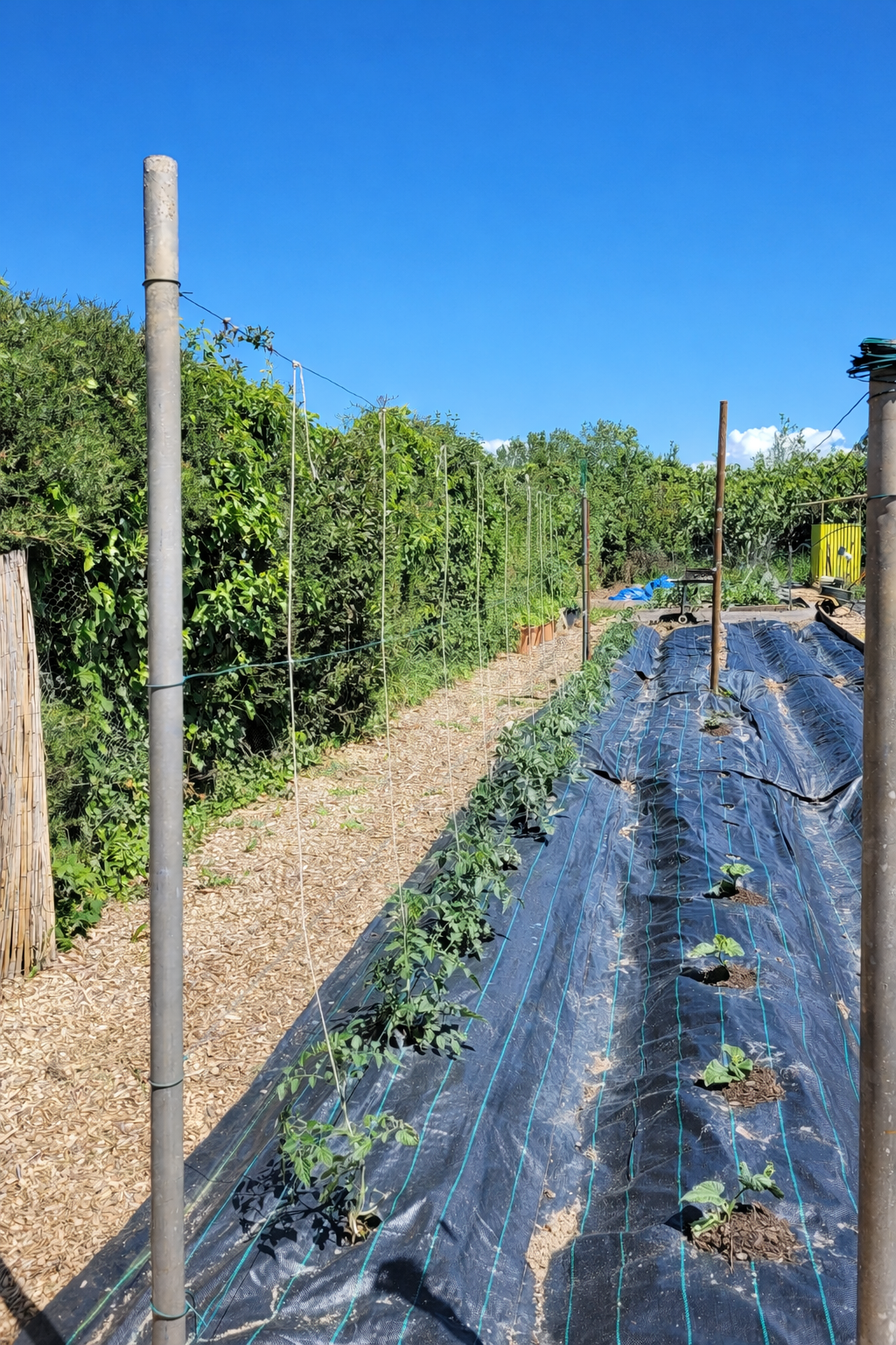 Planting day at Die Plaas