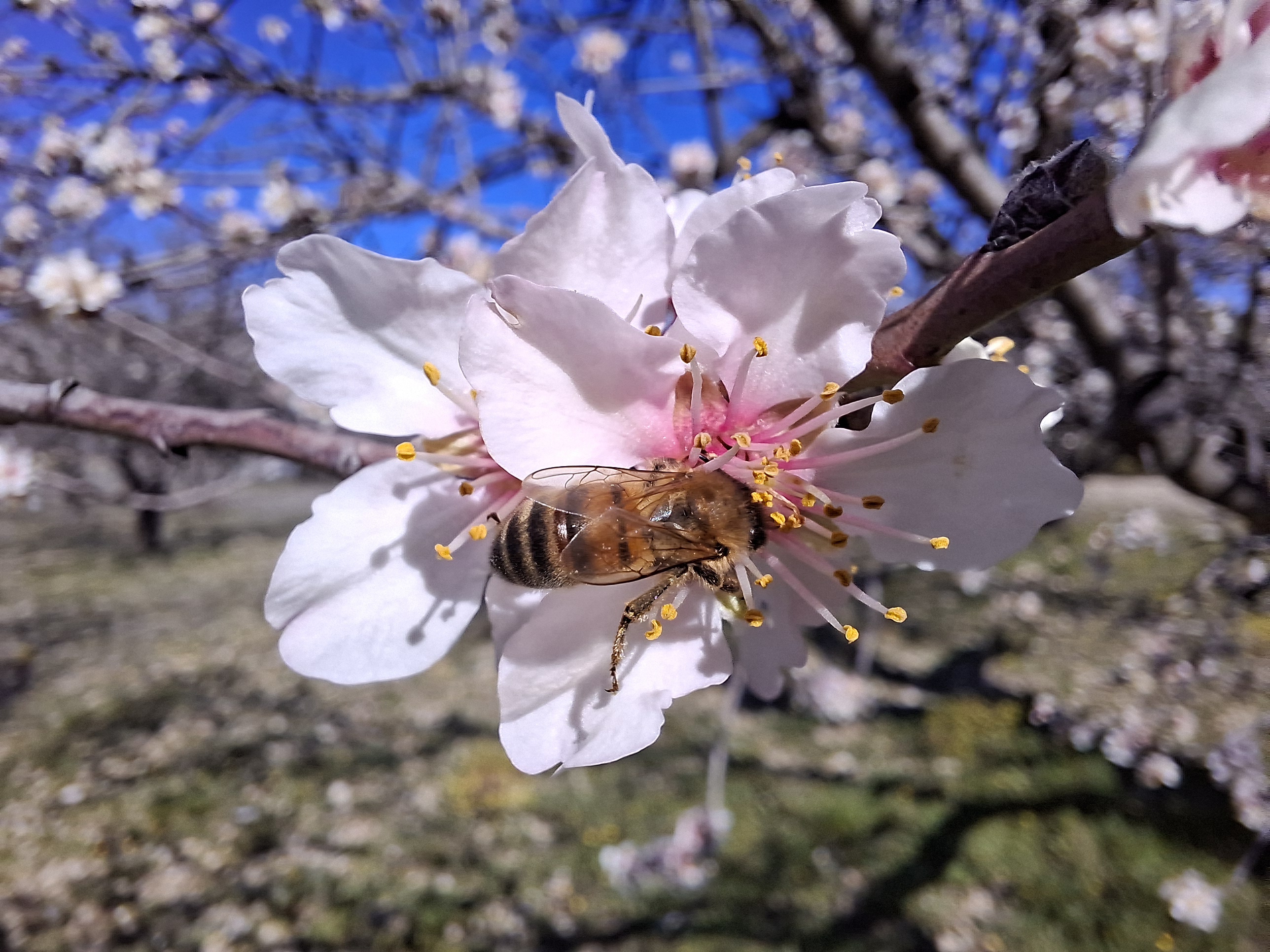 The potager in early spring