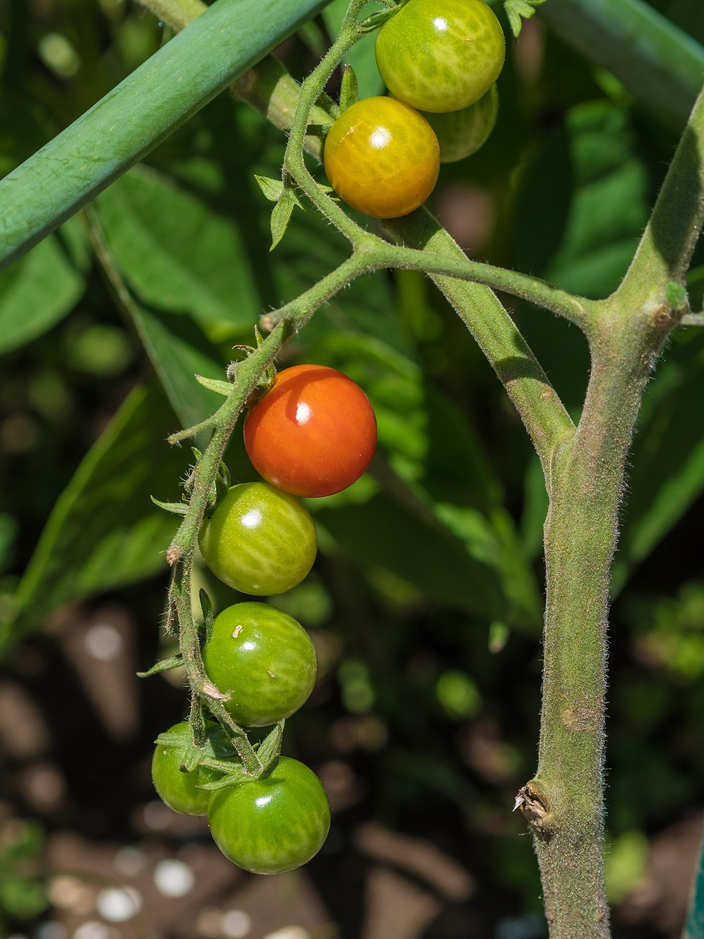 Fresh tomatoes from Die Plaas